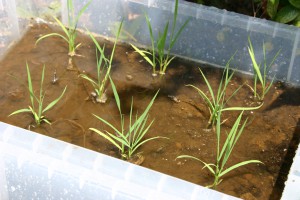2010田植え