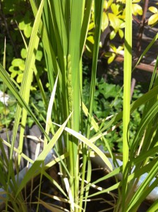 20100805庭田んぼ