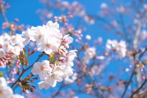 桜